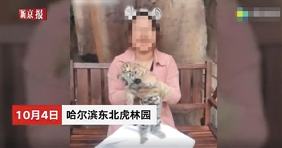 交50元与虎崽合影引争议 哈尔滨涉事林园已叫停