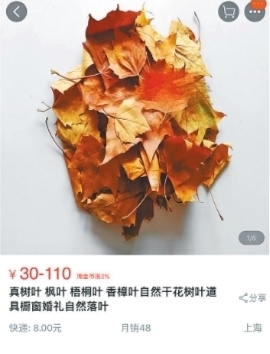 200片枫树叶网售上百元 专家提醒：当心有虫卵 最好别让孩子接触