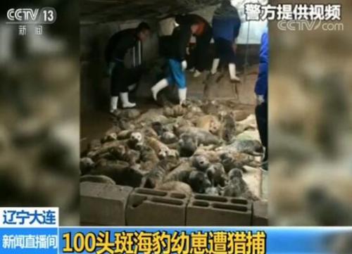 百头斑海豹被猎捕38头死亡 盗猎一再发生责任在谁？