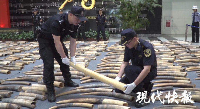 国家行动!中国海关破获特大象牙走私案,缴获象牙7.48吨