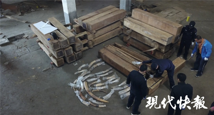 国家行动!中国海关破获特大象牙走私案,缴获象牙7.48吨