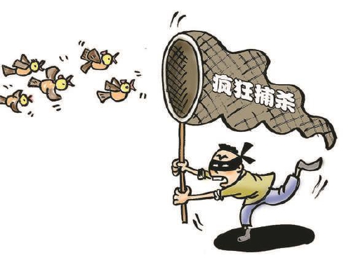 毒饵加音乐诱捕两万多只珍贵野鸟 江苏泰州:替鸟儿说话
