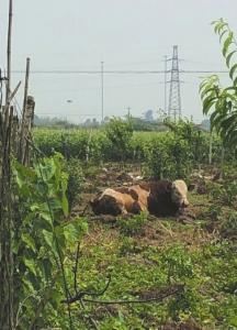 ��ţ���ֱ����2�� �񾯹���һǹ����