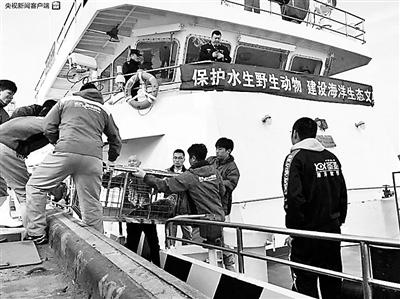 大连非法猎捕斑海豹案后续 最后37头斑海豹放归大海