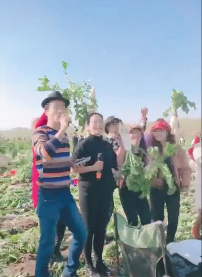 “萝卜免费”谣言致种植户损失数十万