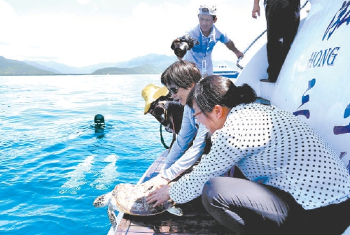 29只海龟被放生背后,非法交易海龟的黑色产业链条遭曝光