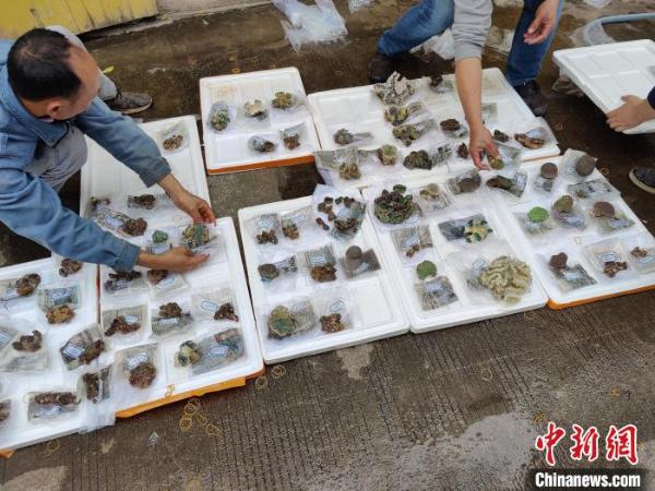 防城港海警摧毁一珊瑚走私团伙 抓获15人