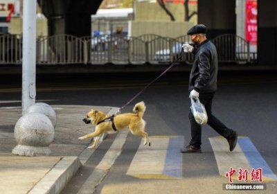 出门遛狗必须拴绳，骗保将被重罚……5月新规来